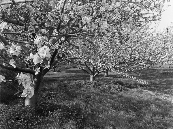 BENBURB GARDEN